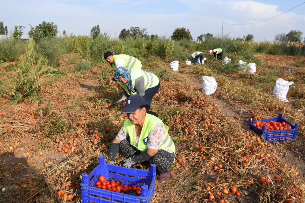 Köylü elinde kalan domatesi parasız verdi: Salça yapıp vatandaşa dağıtılıyor 3